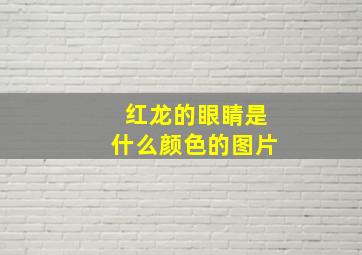 红龙的眼睛是什么颜色的图片