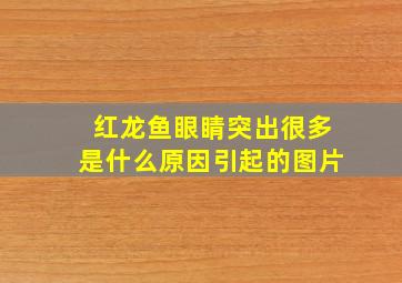 红龙鱼眼睛突出很多是什么原因引起的图片