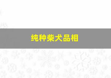 纯种柴犬品相