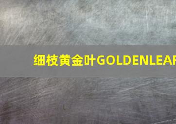 细枝黄金叶GOLDENLEAF