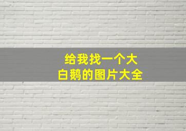 给我找一个大白鹅的图片大全