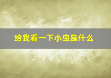 给我看一下小虫是什么