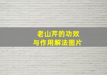 老山芹的功效与作用解法图片