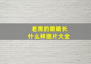 老鹰的眼睛长什么样图片大全