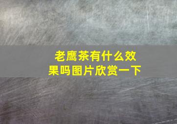 老鹰茶有什么效果吗图片欣赏一下