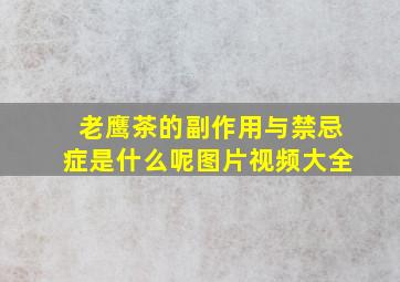 老鹰茶的副作用与禁忌症是什么呢图片视频大全