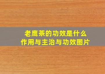 老鹰茶的功效是什么作用与主治与功效图片