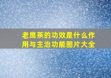 老鹰茶的功效是什么作用与主治功能图片大全