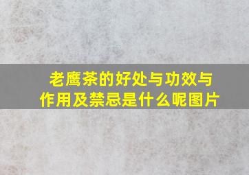 老鹰茶的好处与功效与作用及禁忌是什么呢图片