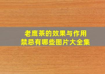 老鹰茶的效果与作用禁忌有哪些图片大全集