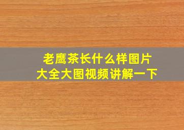 老鹰茶长什么样图片大全大图视频讲解一下