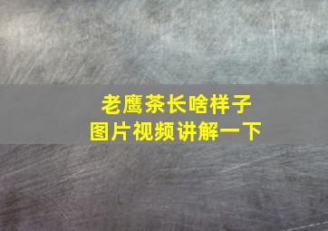 老鹰茶长啥样子图片视频讲解一下