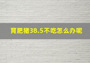 育肥猪38.5不吃怎么办呢