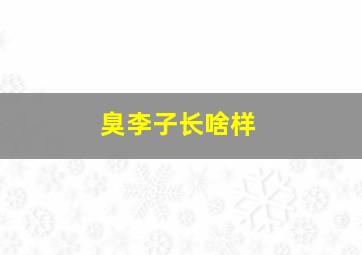 臭李子长啥样