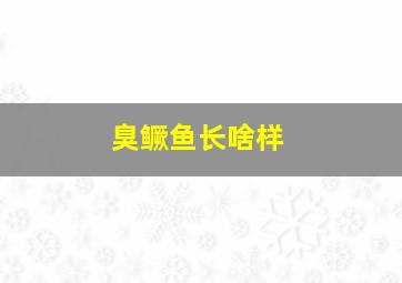 臭鳜鱼长啥样