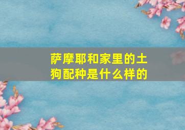 萨摩耶和家里的土狗配种是什么样的