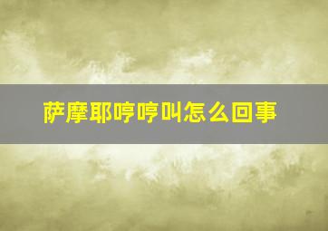 萨摩耶哼哼叫怎么回事