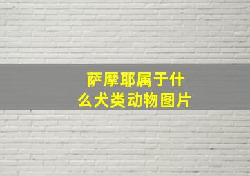 萨摩耶属于什么犬类动物图片