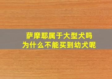 萨摩耶属于大型犬吗为什么不能买到幼犬呢