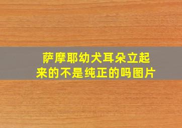 萨摩耶幼犬耳朵立起来的不是纯正的吗图片