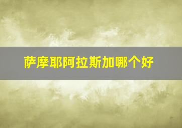 萨摩耶阿拉斯加哪个好