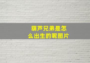 葫芦兄弟是怎么出生的呢图片