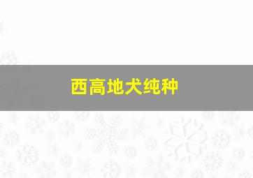 西高地犬纯种