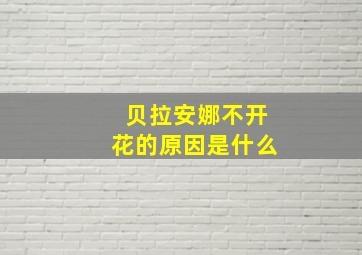 贝拉安娜不开花的原因是什么