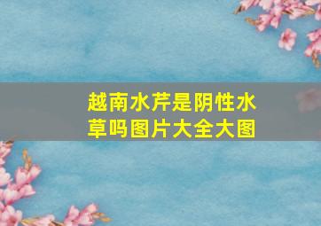 越南水芹是阴性水草吗图片大全大图