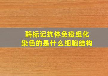 酶标记抗体免疫组化染色的是什么细胞结构