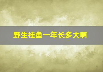 野生桂鱼一年长多大啊