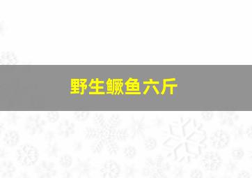 野生鳜鱼六斤