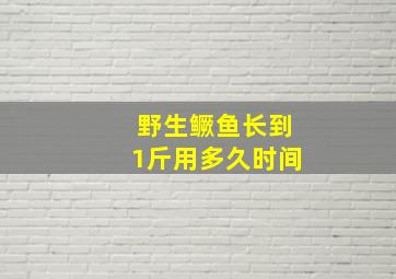 野生鳜鱼长到1斤用多久时间