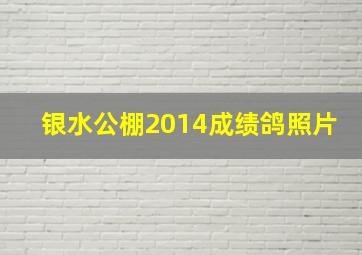 银水公棚2014成绩鸽照片