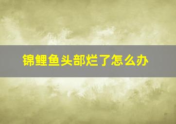 锦鲤鱼头部烂了怎么办