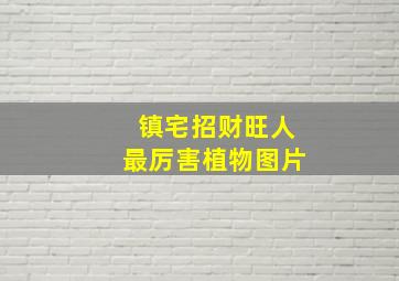 镇宅招财旺人最厉害植物图片