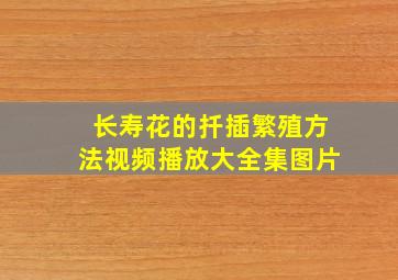 长寿花的扦插繁殖方法视频播放大全集图片