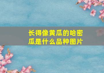 长得像黄瓜的哈密瓜是什么品种图片