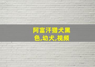 阿富汗猎犬黑色,幼犬,视频