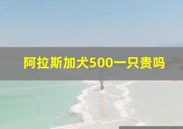 阿拉斯加犬500一只贵吗