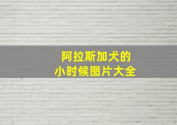 阿拉斯加犬的小时候图片大全