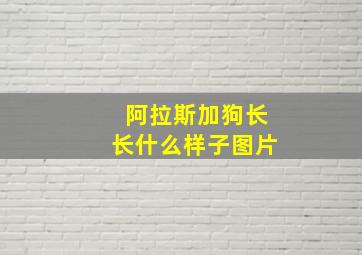 阿拉斯加狗长长什么样子图片