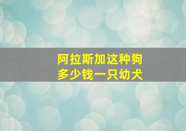 阿拉斯加这种狗多少钱一只幼犬