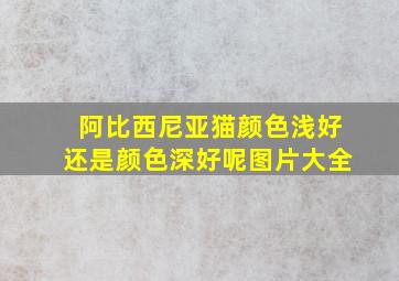 阿比西尼亚猫颜色浅好还是颜色深好呢图片大全