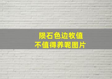 陨石色边牧值不值得养呢图片