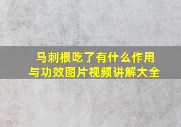 马刺根吃了有什么作用与功效图片视频讲解大全