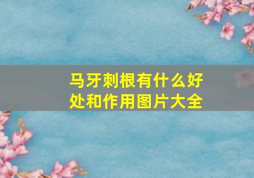 马牙刺根有什么好处和作用图片大全