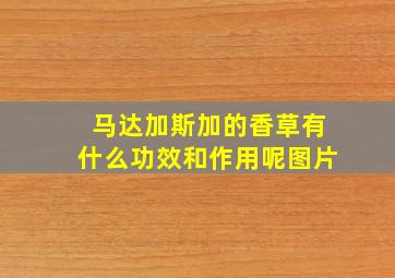 马达加斯加的香草有什么功效和作用呢图片