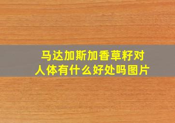 马达加斯加香草籽对人体有什么好处吗图片