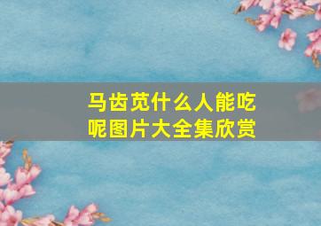 马齿苋什么人能吃呢图片大全集欣赏